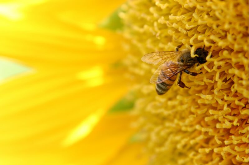 Hình ảnh con Ong mải mê lấy mật