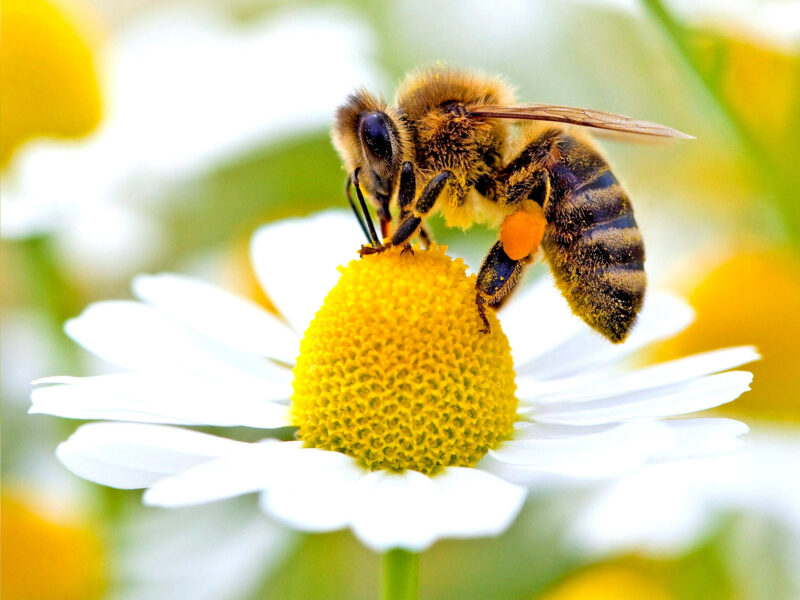Hình ảnh con Ong mật