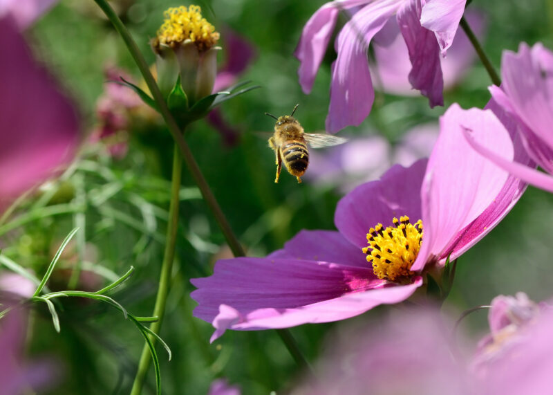 Hình ảnh con ong bay trong vườn hoa