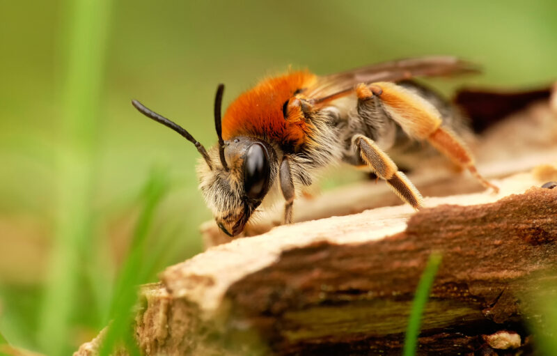 Hình ảnh con ong lạ