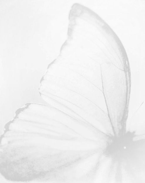Hình nền trắng hình cánh bướm đẹp, chất