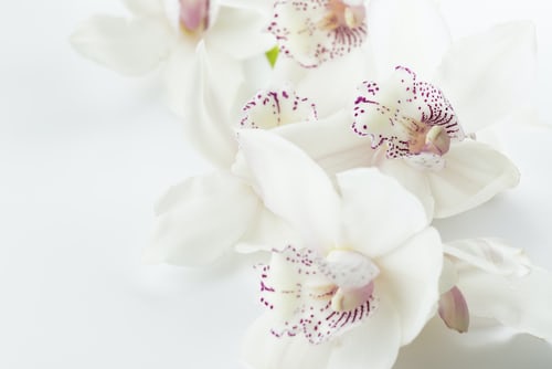 Hình nền hoa trắng đẹp đành cho Desktop