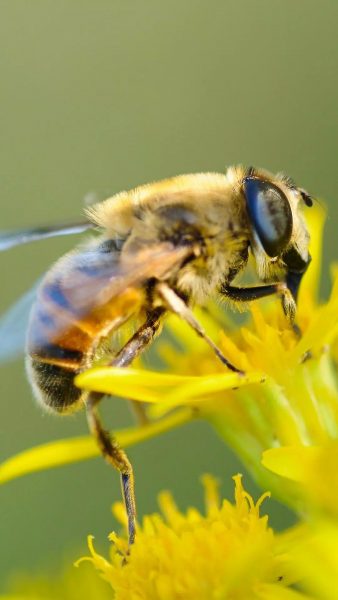 ảnh con ong hút mật hoa vàng