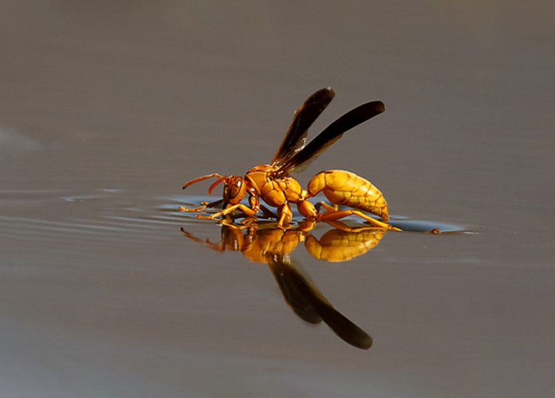 Ảnh con ong vàng dưới nước
