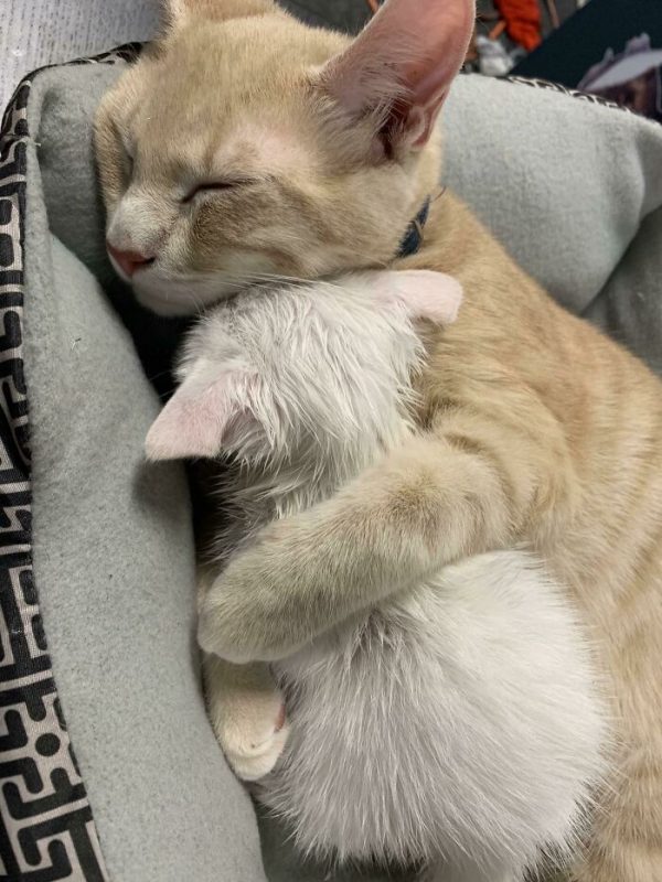 Ảnh mèo con ôm nhau ngủ