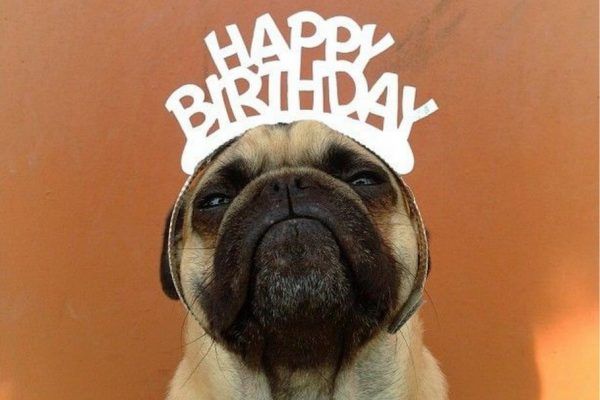 Những hình ảnh chúc mừng sinh nhật bá đạo, hài hước vui nhộn | Happy birthday dog meme, Happy birthday dog, Birthday wishes funny