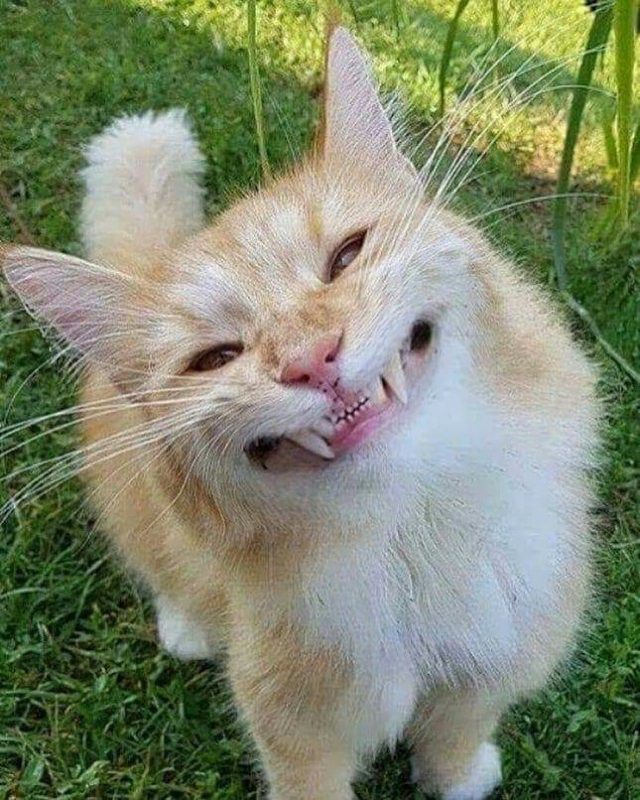 Hình ảnh chú mèo cười dễ thương