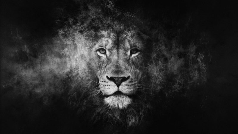 Hình nền con sư tử