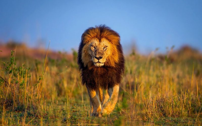 Hình nền đẹp sư tử hoang dã