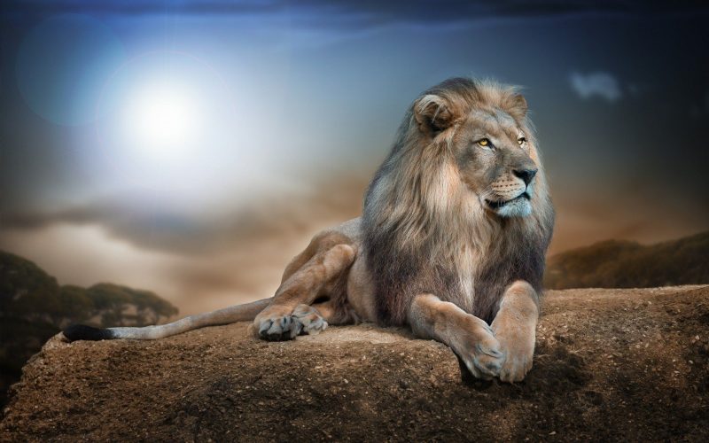 Hình nền laptop sư tử