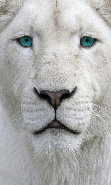 hình nền sư tử trắng mắt xanh