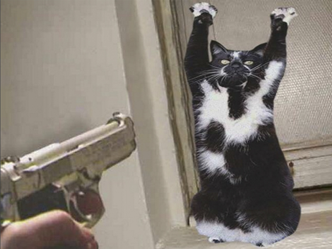 Hình ảnh một con mèo bị đe dọa bằng súng