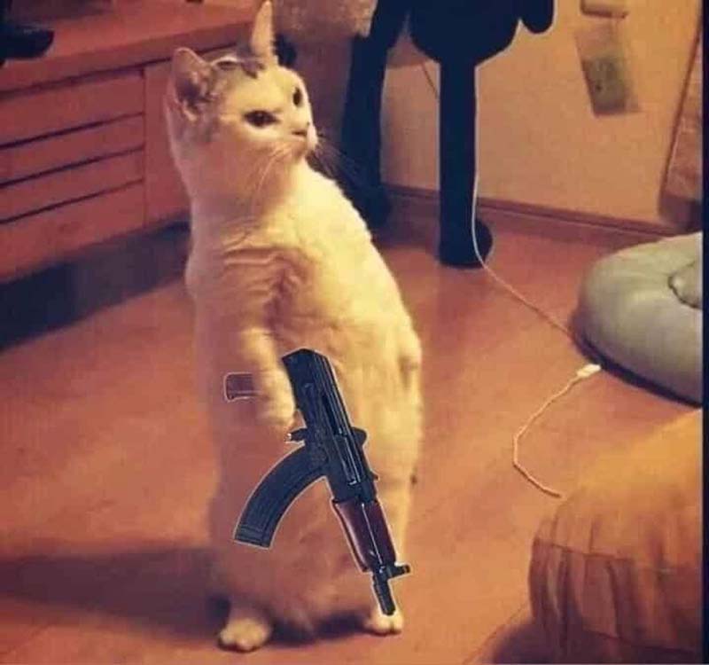 Ảnh con mèo cầm súng AK