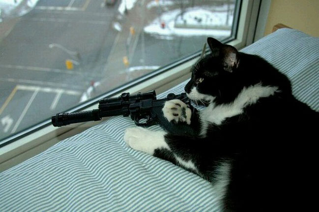 Ảnh con mèo cầm súng bắn tỉa