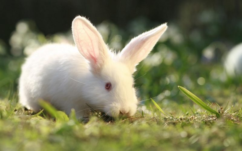 Ảnh con Thỏ đẹp và dễ thương nhất