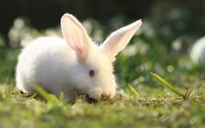 Ảnh con Thỏ trắng dễ thương