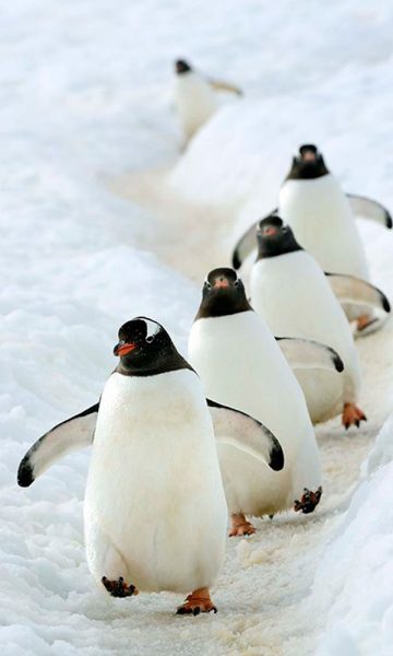ảnh động vật dễ thương chim cánh cụt đi thành đàn