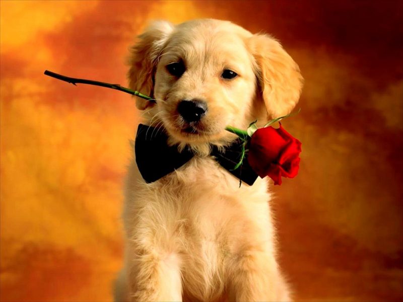 Ảnh động vật dễ thương chú chó tặng hoa hồng