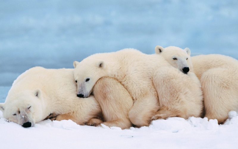 ảnh động vật dễ thương gấu Bắc Cực
