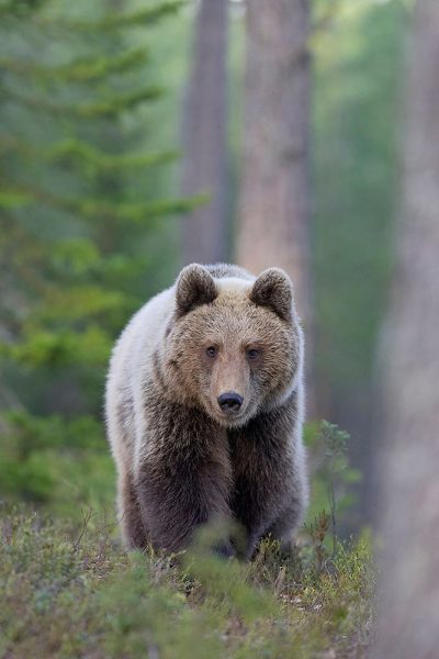 ảnh động vật dễ thương gấu xám bước trong rừng