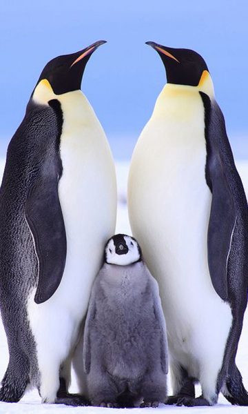 ảnh động vật dễ thương gia đình chim cánh cụt