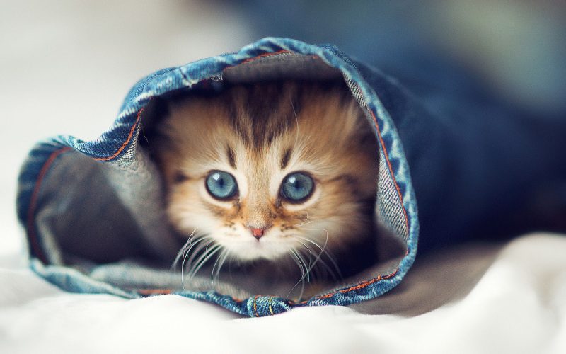 ảnh động vật dễ thương mèo chui trong ống quần