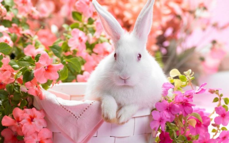 ảnh động vật dễ thương thỏ con trên đồng hoa
