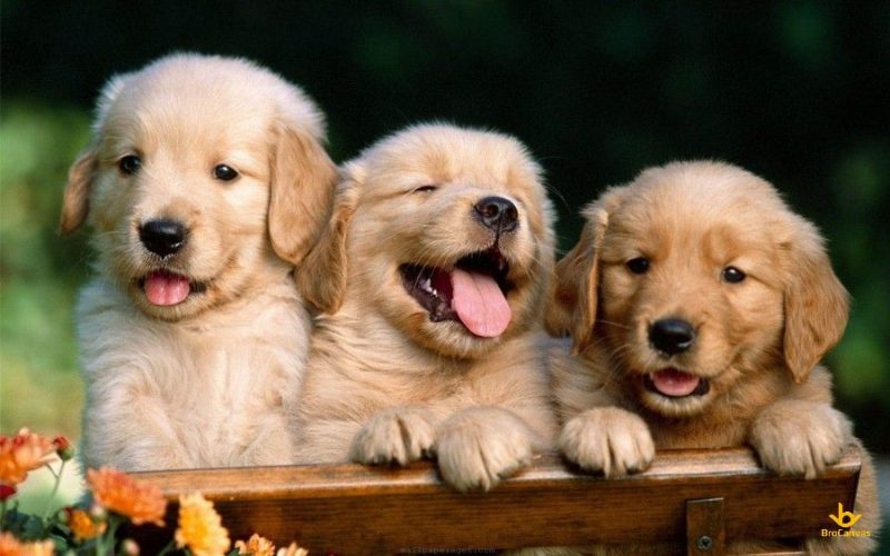 Hình ảnh ba chú chó trong một gia đình
