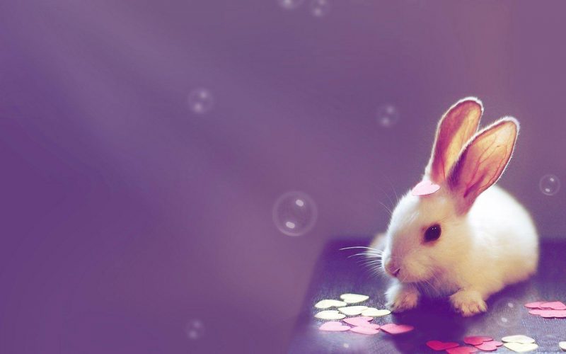 Hình ảnh chú Thỏ đáng yêu