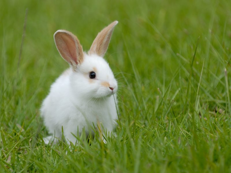 Hình ảnh chú Thỏ đẹp nhất
