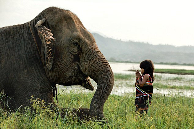 Hình ảnh chú voi ở bản đôn