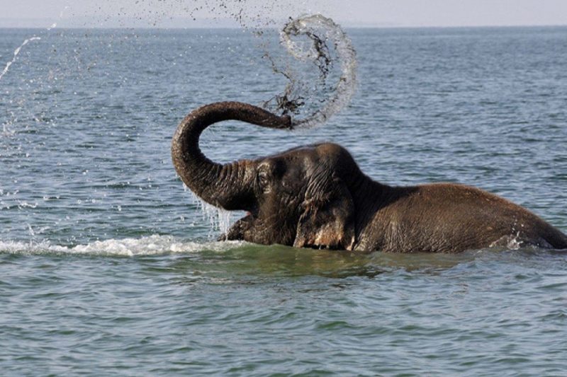 Hình ảnh con voi dưới nước