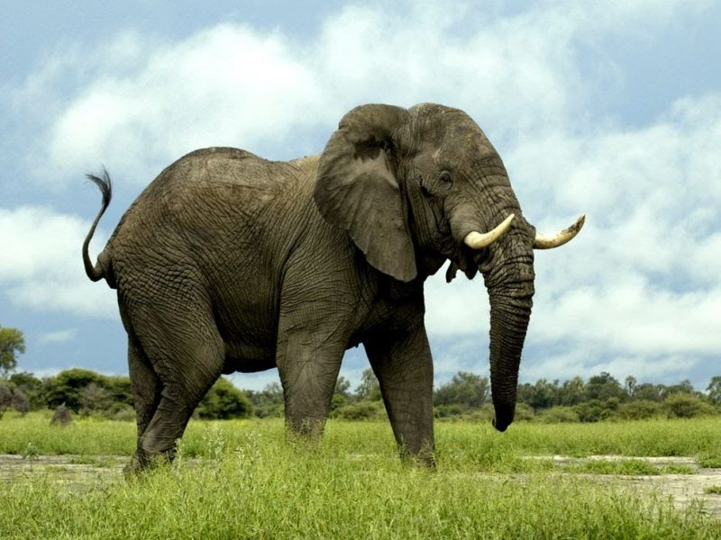 Hình ảnh con voi ngoài tự nhiên
