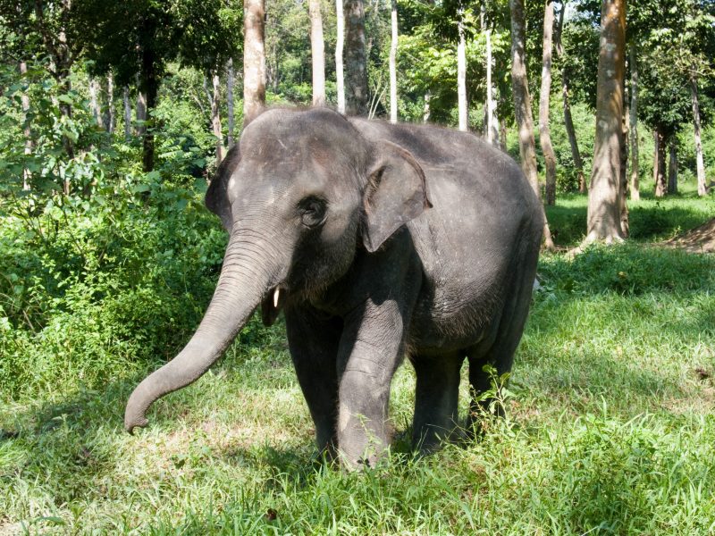 Hình ảnh con voi trong rừng