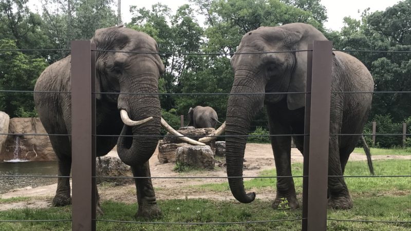 Hình ảnh con voi trong sở thú