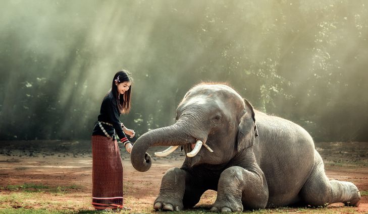 Hình ảnh đẹp về chú voi