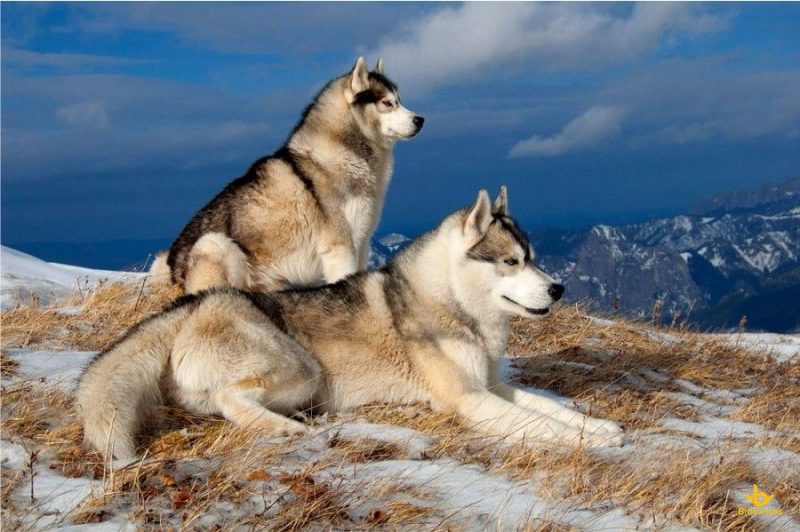 Hình ảnh đôi chó husky trên đỉnh núi