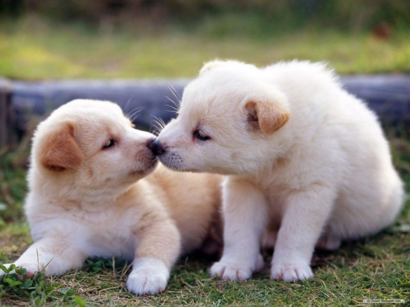 Hình ảnh động vật dễ thương chó con yêu thương nhau