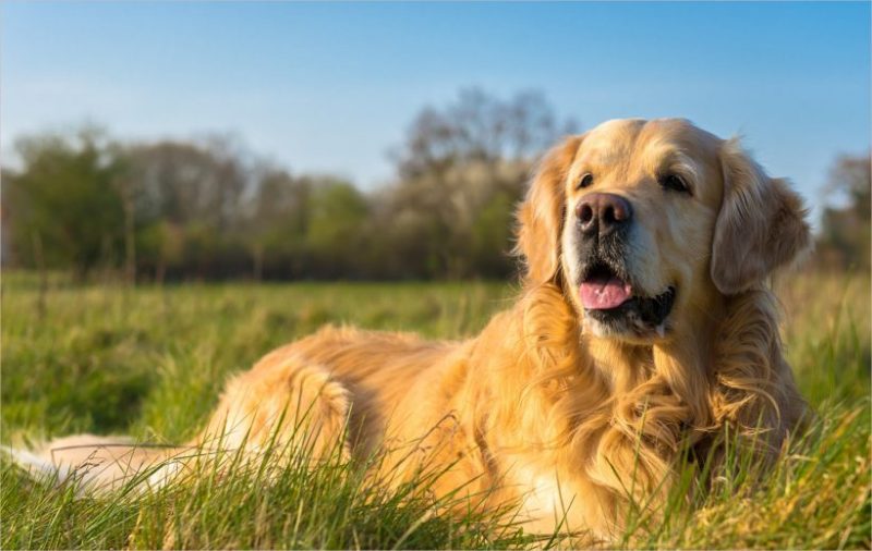 Hình ảnh động vật dễ thương chó nằm suởi nắng