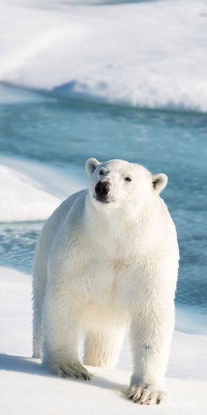 Hình ảnh động vật dễ thương gấu bắc cực trên băng