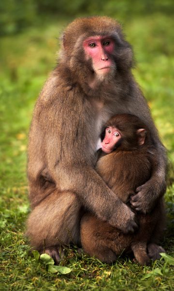 hình ảnh động vật dễ thương mẹ con nhà khỉ