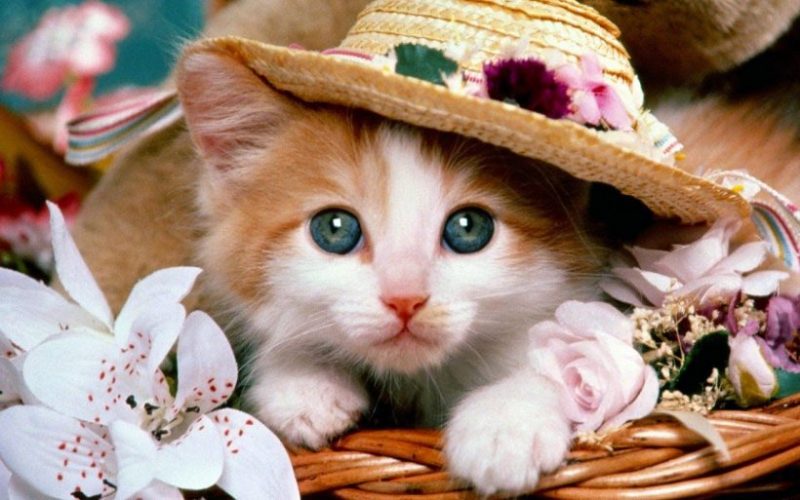 Hình ảnh động vật dễ thương mèo đội mũ
