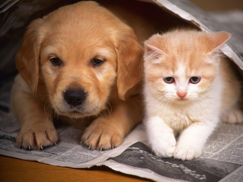 hình ảnh động vật dễ thương mèo và chó