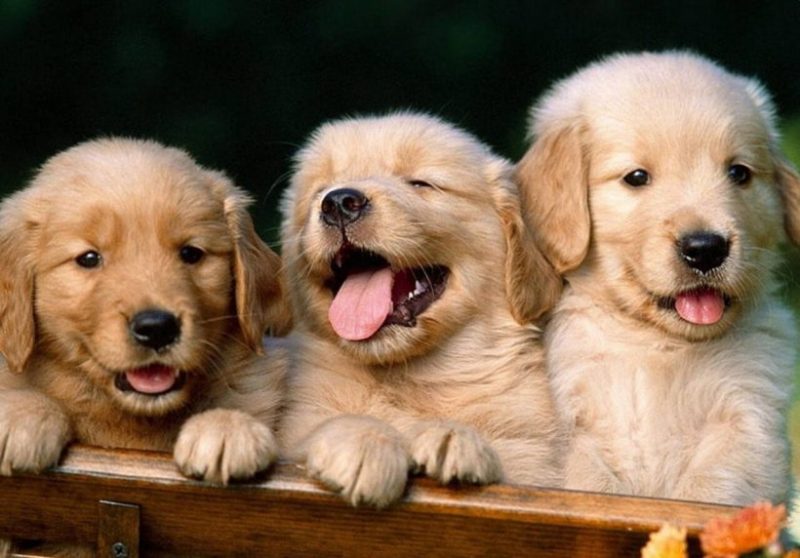 Hình ảnh động vật dễ thương những chú chó vui vẻ