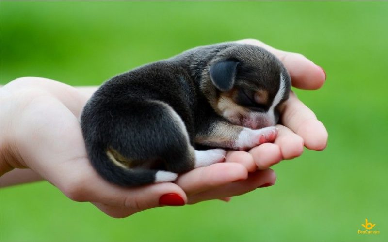 Hình chú chó nhỏ trong lòng bàn tay