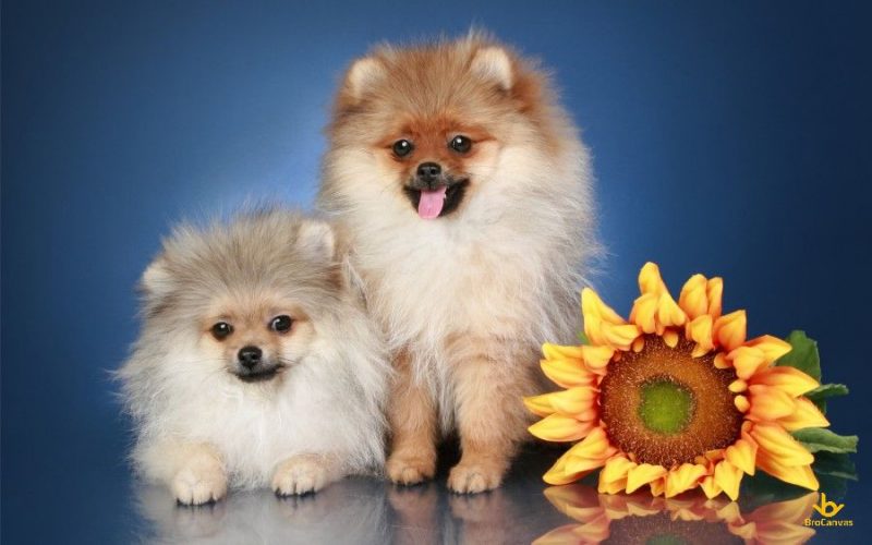 Hình đôi chó bên hoa hướng dương