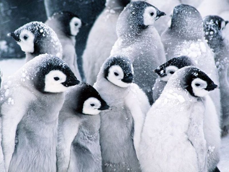 Hình động vật dễ thương đàn chim cánh cụt