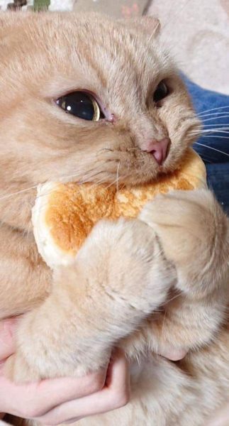 Hình động vật dễ thương mèo gặm bánh