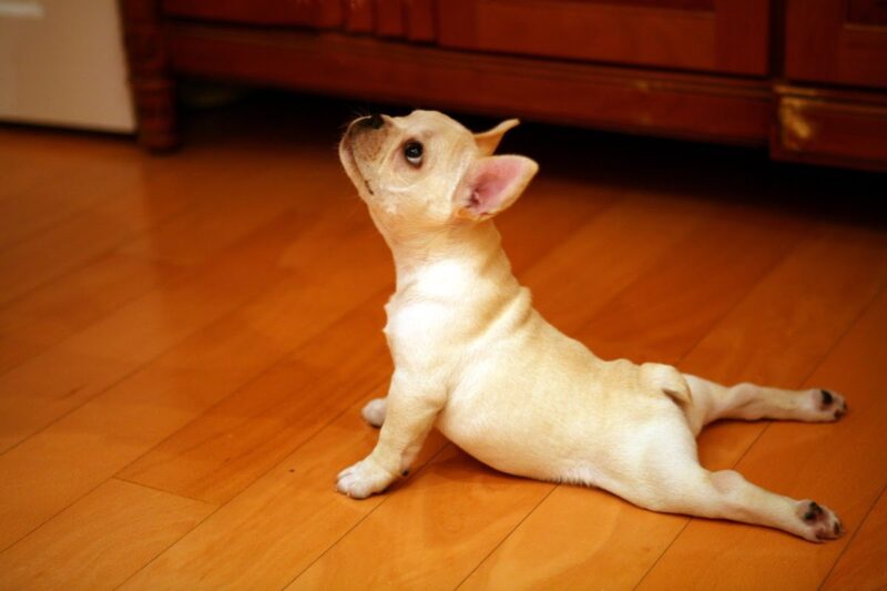 Ảnh hài hước chó tập yoga